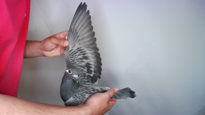 Pigeon image