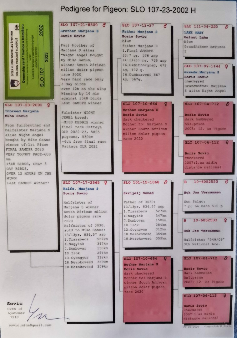 Pigeon pedigree image
