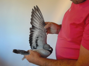 Pigeon image