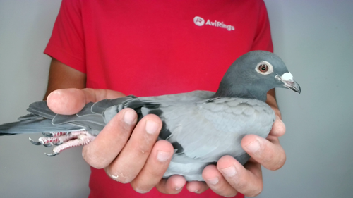 Pigeon image