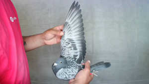 Pigeon image