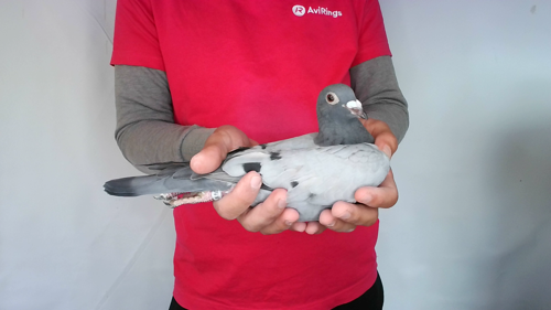Pigeon image