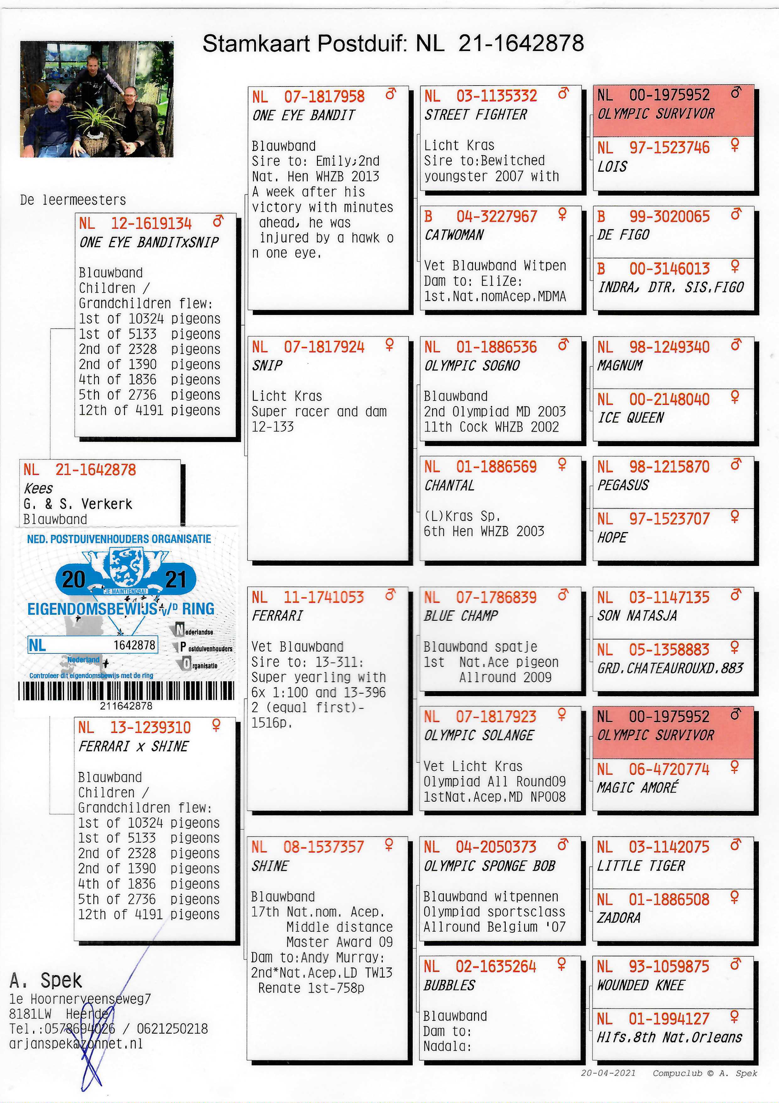 Pigeon pedigree image