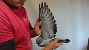 Pigeon image