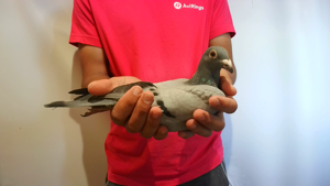 Pigeon image