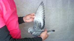 Pigeon image