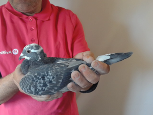 Pigeon image
