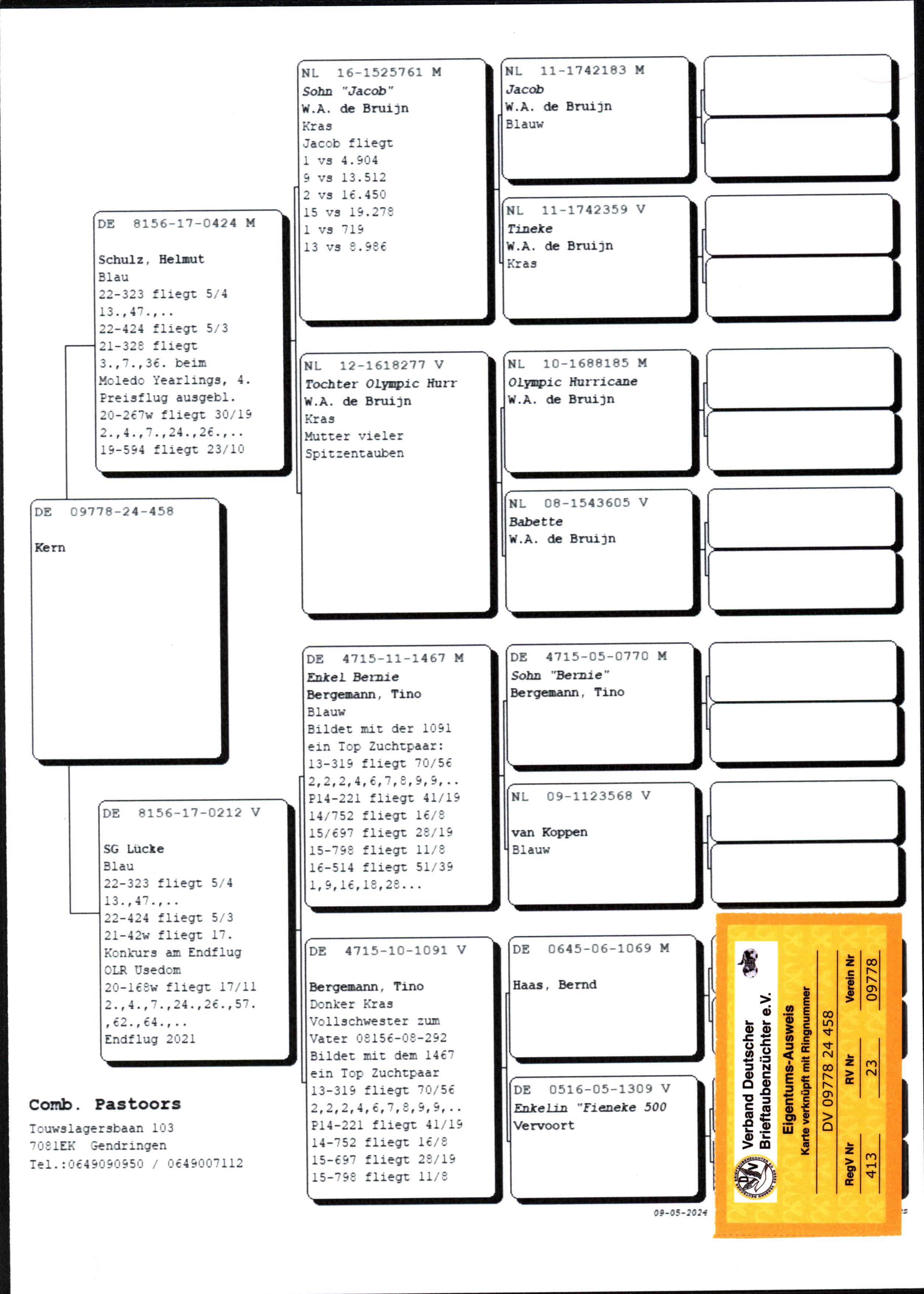 Pigeon pedigree image