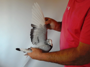 Pigeon image