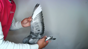Pigeon image