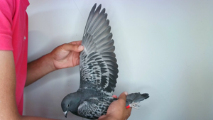 Pigeon image
