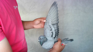 Pigeon image