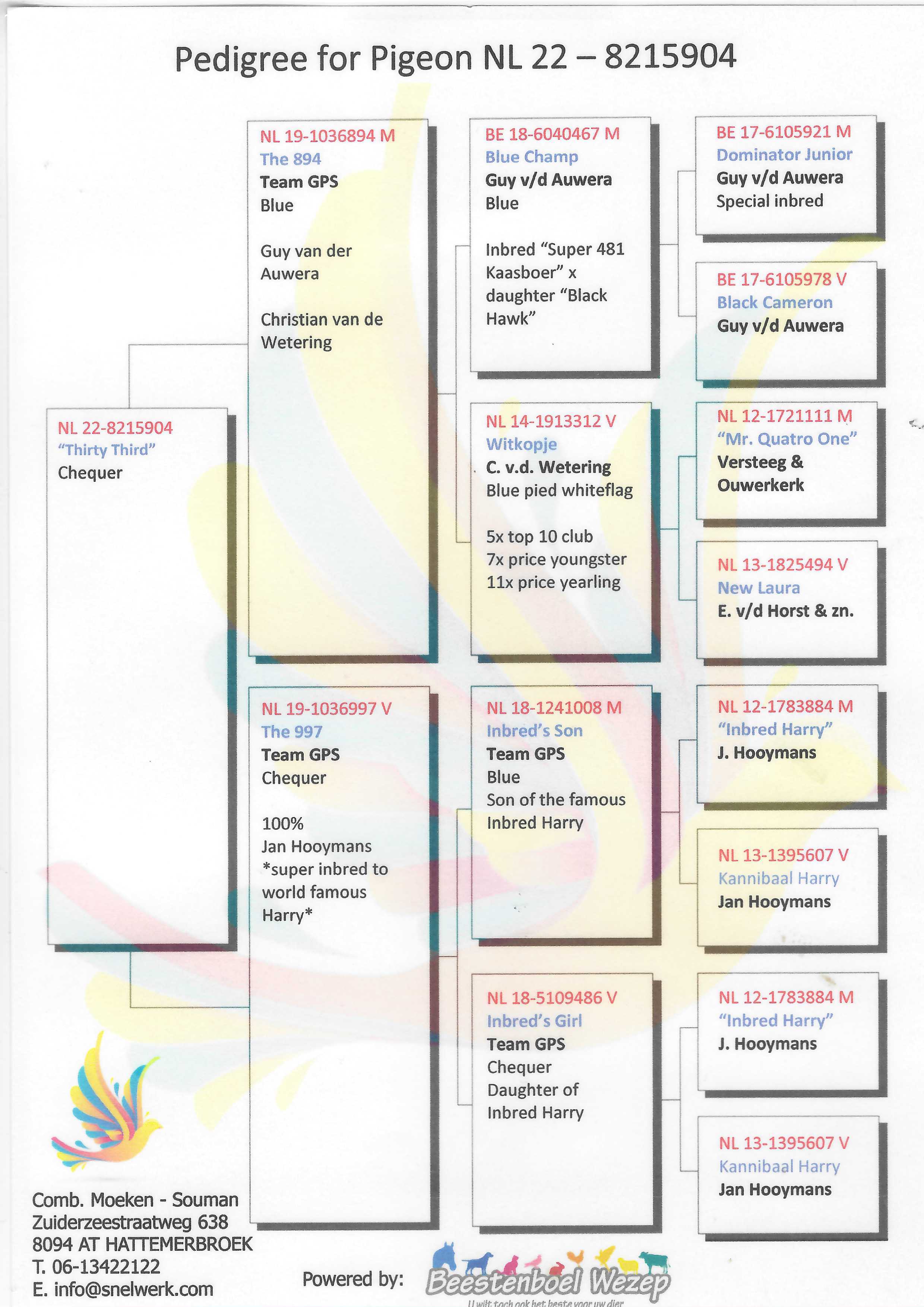 Pigeon pedigree image