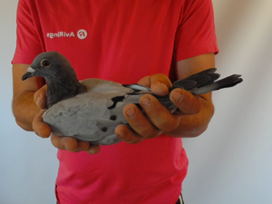 Pigeon image