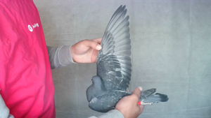 Pigeon image