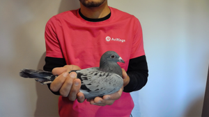 Pigeon image