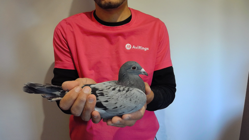 Pigeon image