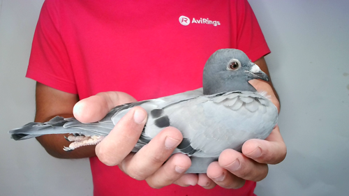Pigeon image