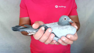 Pigeon image