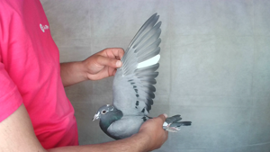Pigeon image