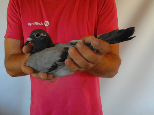 Pigeon image