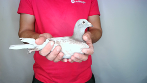 Pigeon image