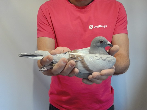 Pigeon image