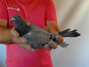 Pigeon image