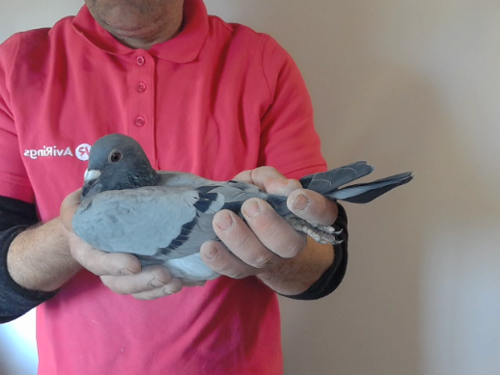 Pigeon image