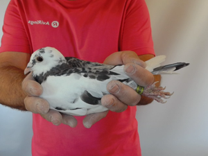 Pigeon image