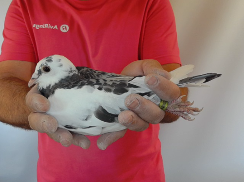 Pigeon image