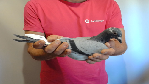 Pigeon image