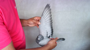 Pigeon image