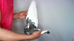 Pigeon image