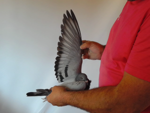 Pigeon image