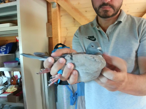Pigeon image
