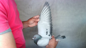 Pigeon image