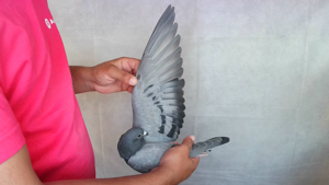 Pigeon image