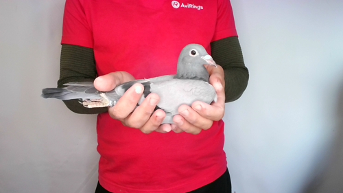 Pigeon image