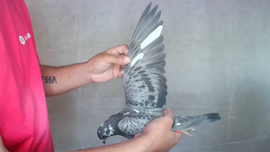 Pigeon image
