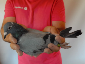 Pigeon image