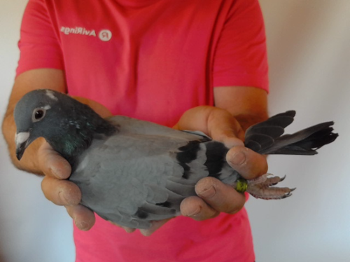 Pigeon image