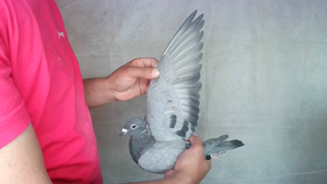Pigeon image