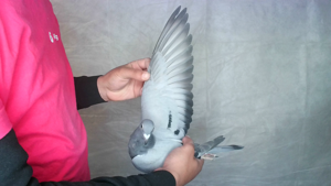 Pigeon image