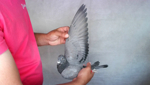 Pigeon image