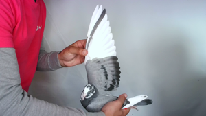 Pigeon image