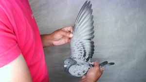 Pigeon image