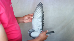 Pigeon image