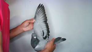 Pigeon image