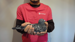 Pigeon image